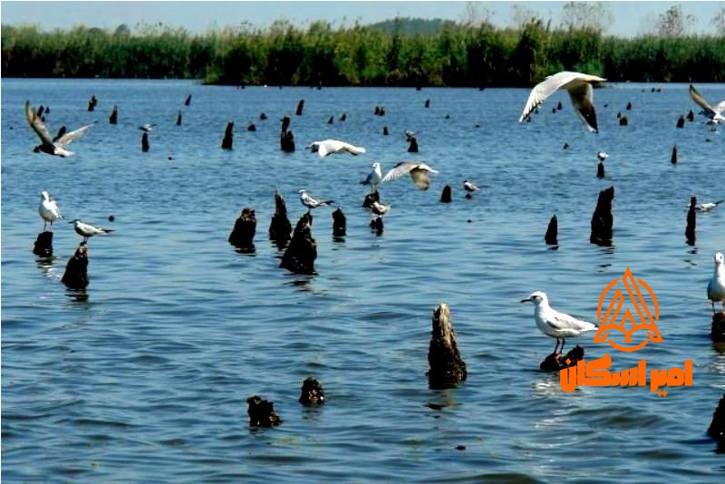 تالاب انزلی