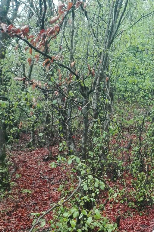 جنگل لاریخانی