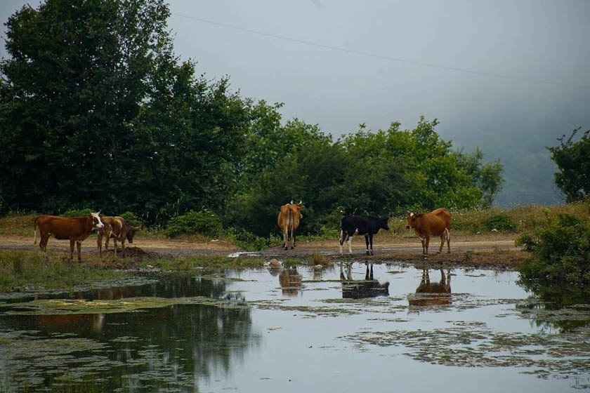 داماش گیلان