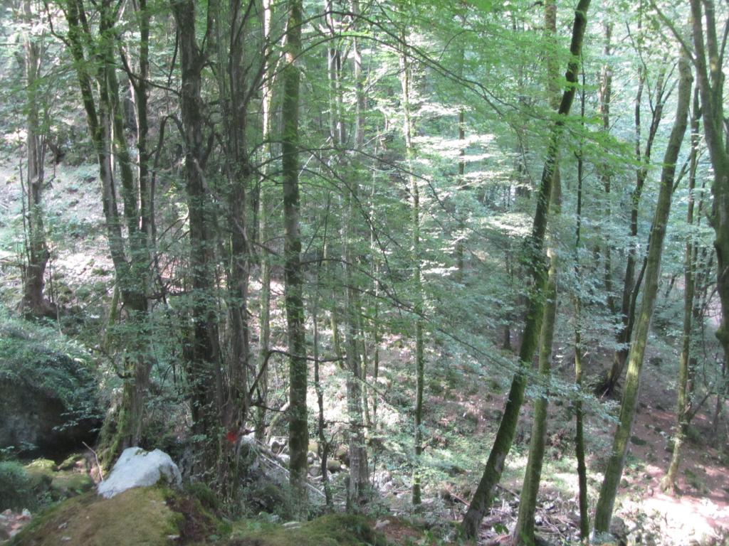 پارک جنگلی صومعه سرا