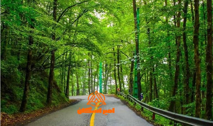 جنگل دالخانی