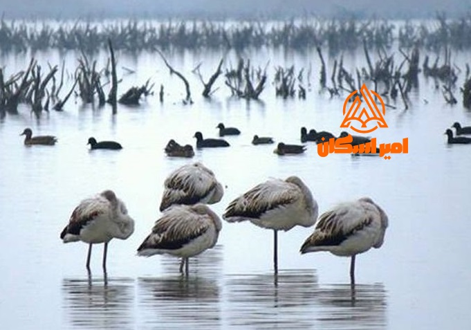 تالاب میان کلایه بهشهر