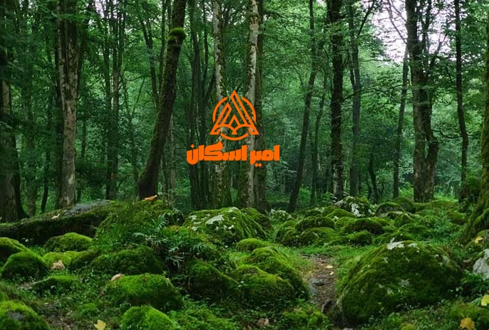 جنگل تیلاکنار