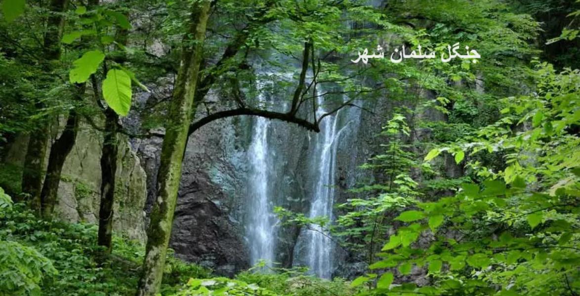 جنگل سلمان‌شهر