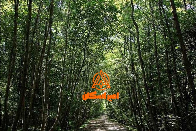 پارک جنگلی هلومسر