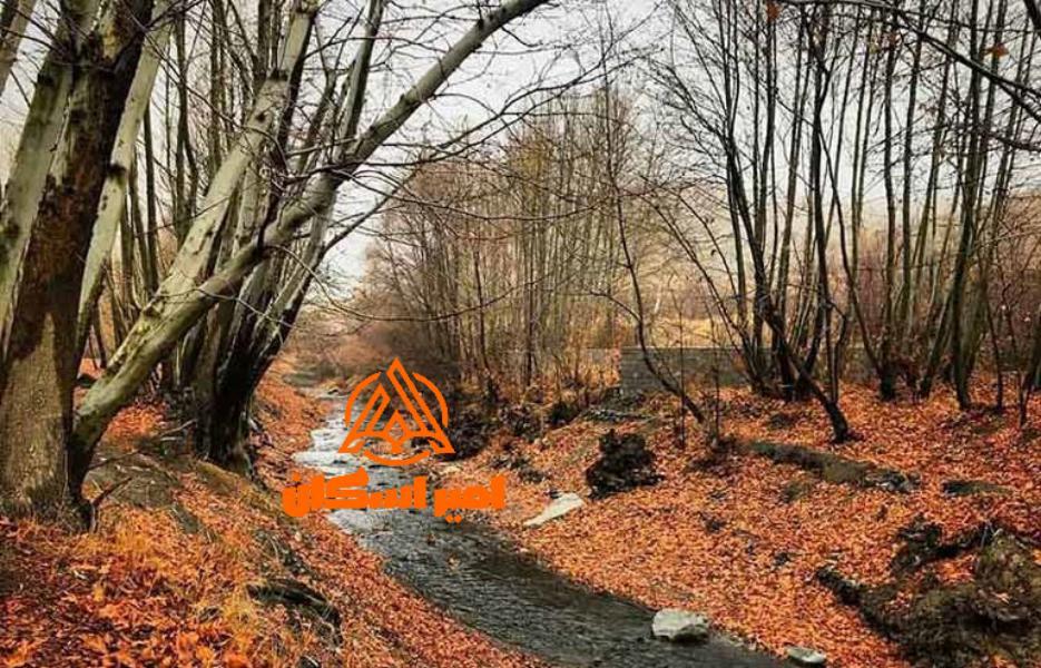 جنگل جیغ مشهد