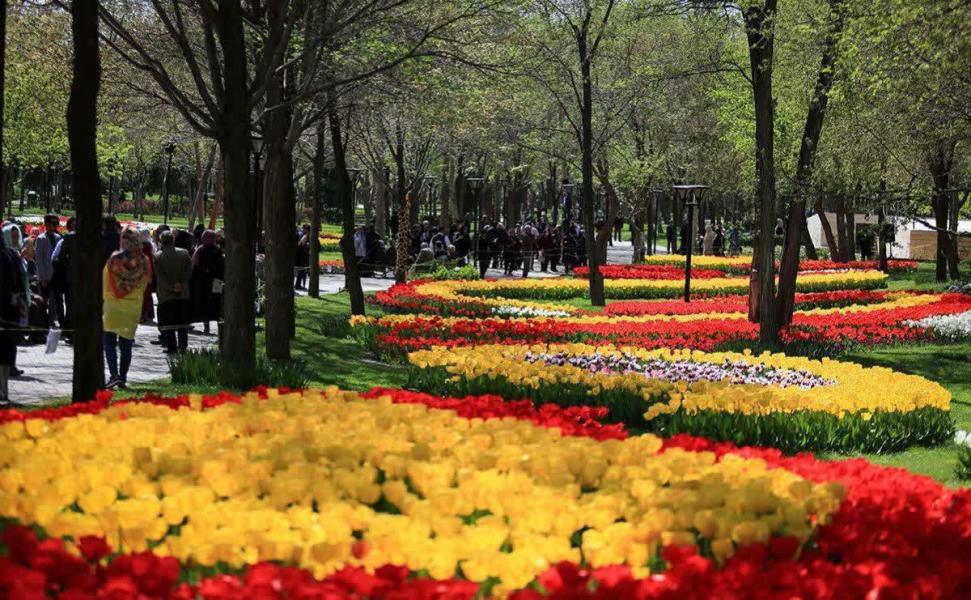 لاله‌های پارک ملت مشهد
