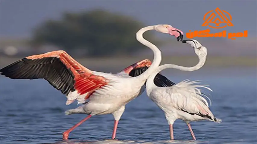 حیات وحش تالاب انزلی