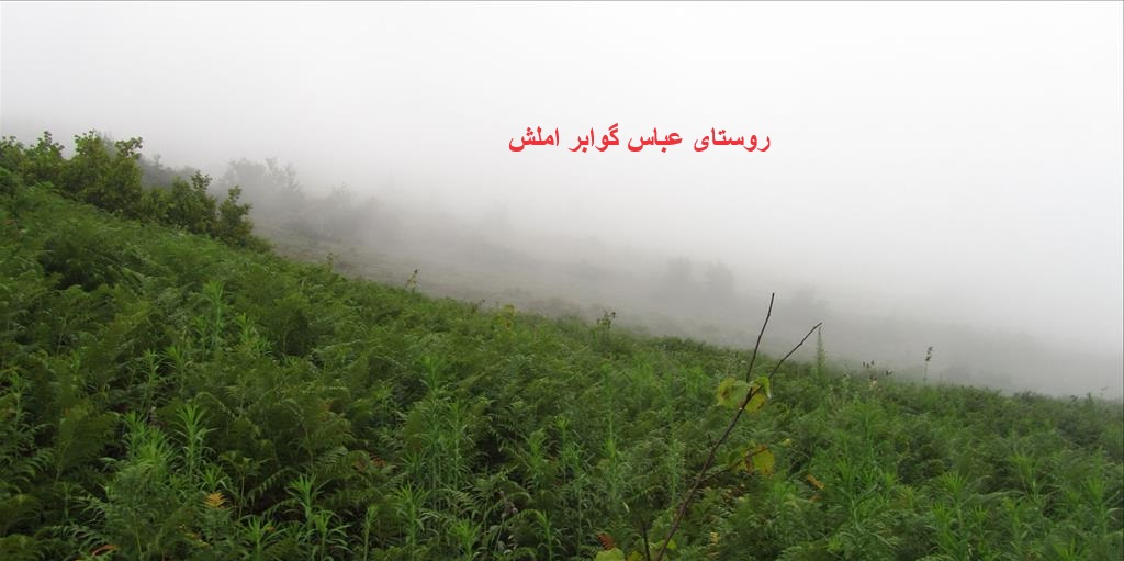 املش روستای عباس گوابر