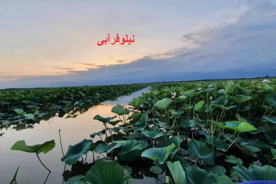 بندرانزلی نیلوفرآبی