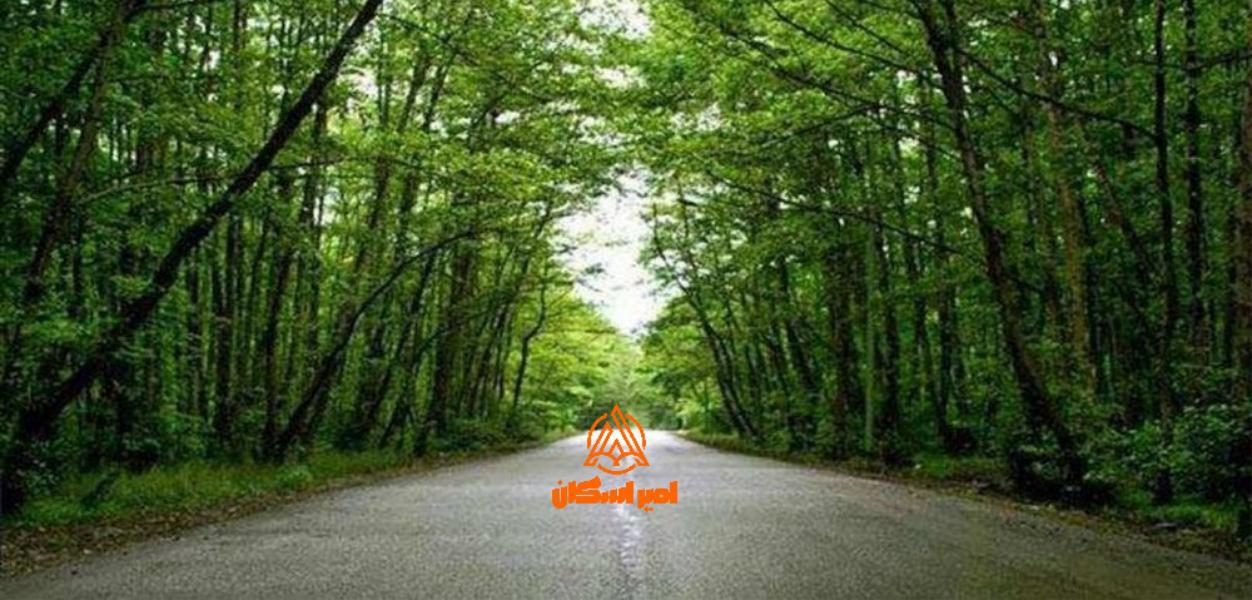 بندرانزلی گیسوم