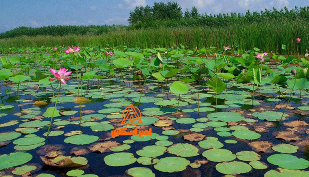 طبیعت بندرانزلی