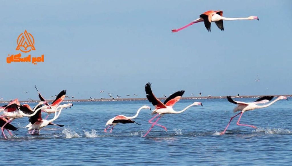 بندرگمیشان