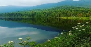 ساری یا رشت